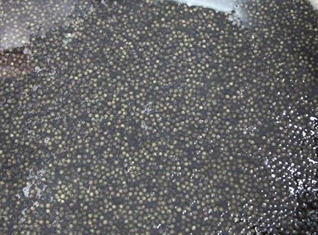 Kilosu 2 Bin Dolar! Karadeniz'e 8 Bin Mersin Balığı Dağıtılacak