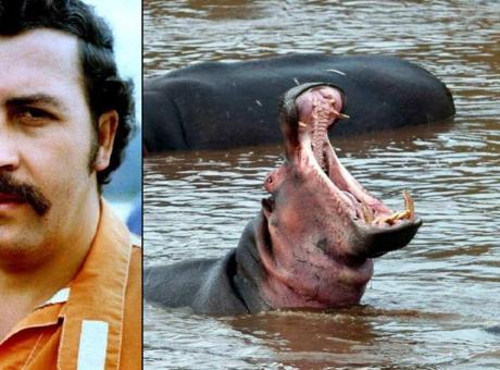 Pablo Escobar'ın Su Aygırlarına Milyarder Koruma: Anant Ambani'ye Talip Oldu