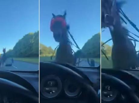 Harlow'da Kontrolden Çıkan At Lüks Araca Çarptı: Ön Cam Parçalandı