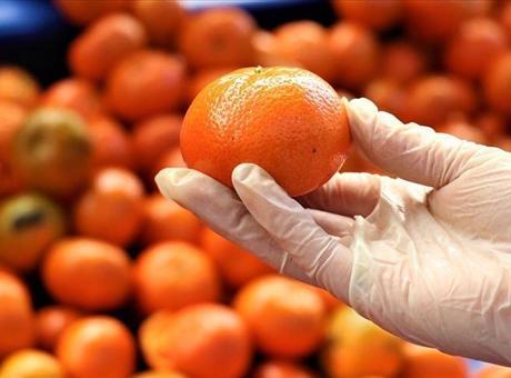 Mersin, Turunçgil İhracatında Zirveye Yerleşti
