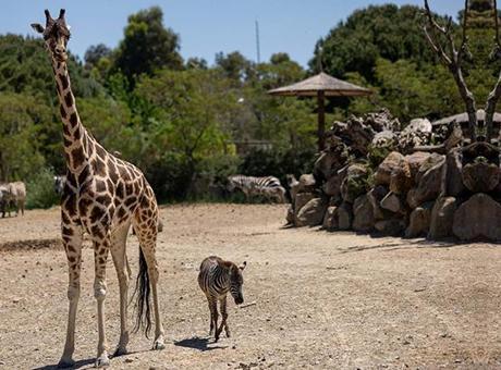Yavru Zebra 'Gözde' Zürafalarla Kurduğu Dostlukla Dikkat Çekiyor