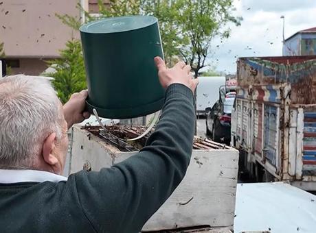 İstanbul'un İçerenköy Mahallesi'nde Arı Kolonisi Heyecan Verdi
