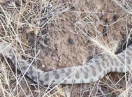 Elazığ'da Zehirli Engerek Yılanı Paniğe Neden Oldu