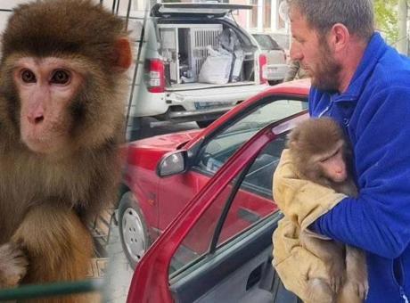Yozgat'ta Köy Yolunda Rhesus Maymunu İhbarı