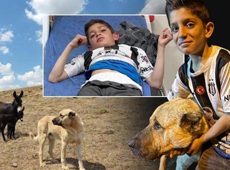 Kangal Köpeği Kral, Minik Sencar'ı Ayıların Pençesinden Kurtardı