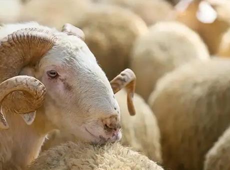 Kurbanlık Alımında Dikkat Edilmesi Gereken Noktalar