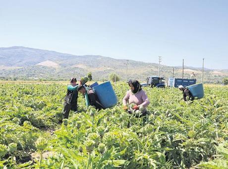 Su Verimliliği: Tarımda Başarının Anahtarı