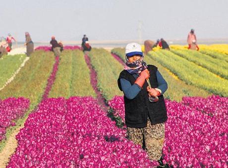 Kırsal Kalkınma Yatırım Programı İçin Son Tarih 12 Haziran