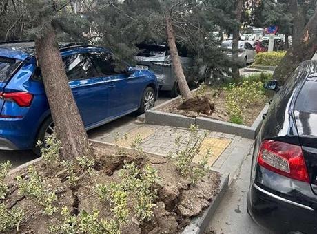 Ankara'da Fırtına Korkuttu: Ağaçlar Devrildi, Araçlar Zarar Gördü