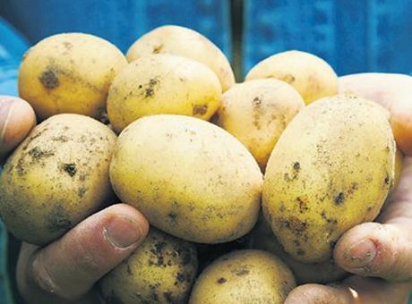 Avrupa'da Savaşın Etkisiyle Patates Fiyatları Yüzde 700 Arttı