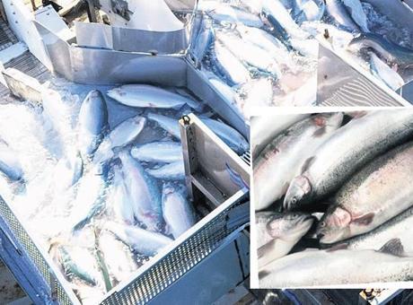 Türk Somonu İhracatında Yeni Rekor: Karadeniz Somonu Dünyaya Açılıyor