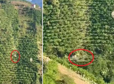 Giresun'daki Feci Kaza: Kamyonet 400 Metre Boyunca Takla Attı