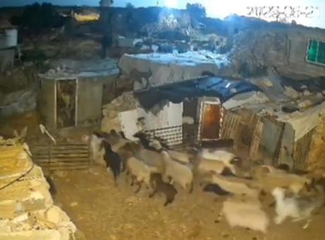 İsrailli Saldırganlar, Batı Şeria'da Filistinlilerin Koyunlarını Çaldı