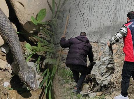 Hasköy'de 3 Metrelik Yılan Panik Yaratıldı: Belediye Ekipleri Harekete Geçti