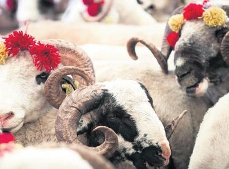 Kurban Kesiminde Kurallara Uymayanlara Yüksek Para Cezası