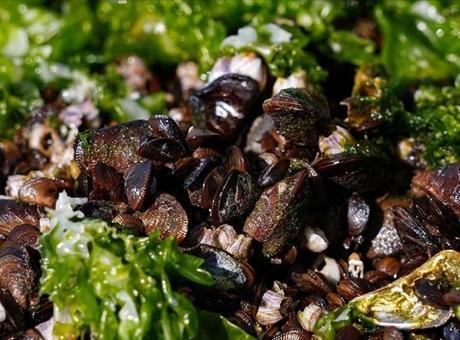 İzmir'de 7 Ton Su Ürününe El Konuldu: Yasa Dışı Midye Ticareti Engellendi