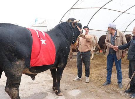Kayseri'de 1 Tonluk 'Paşa' Boğası, Rekor Fiyatla Satıldı!