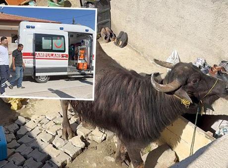 Çorum'da Kurbanlık Hayvan Kaçtı, Sahibi Bodrumda Mahsur Kaldı