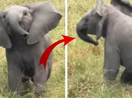 Güney Afrika’da Yavru Filin Cesur Meydan Okuması Viral Oldu