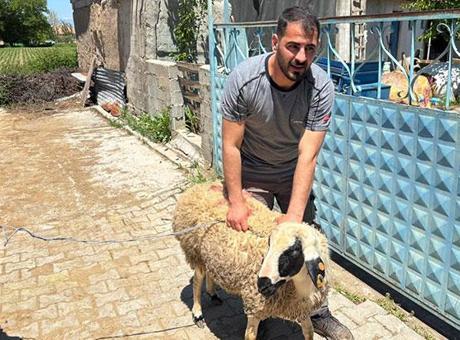 Kurbanlık Koyun Kaçtı, Vatandaşlar Seferber Oldu!