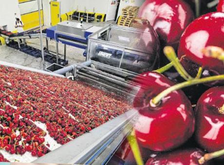 Türk Kirazlarının Çin Pazarına Açılan Kapısı