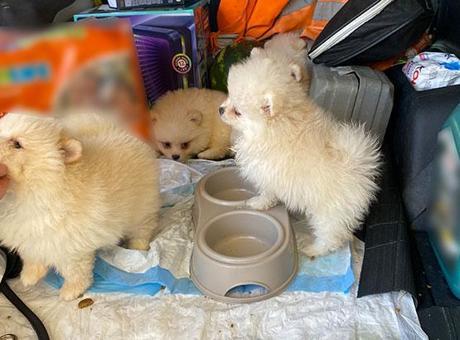 Kapıkule Gümrük Sahası'nda Ele Geçirilen Pomeranian Köpek Yavruları