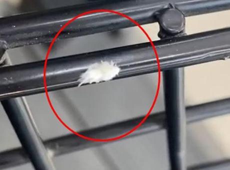 'Dikenli Dantel Böceği' İnegöl'de Görüntülendi