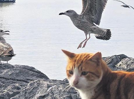 İstanbul'un Martıları: Kedi Mamasıyla Şehir Hayatına Uyum Sağlıyor