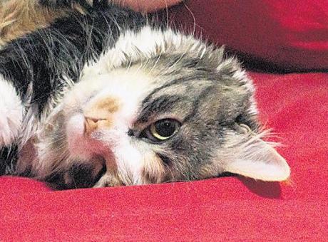 Boşanma Davasında Kedilere Mahkeme Kararı: Görme Hakkı Reddedildi