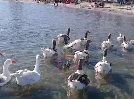 Erdek'teki Ünlü Kazlar Yine Yürekleri Isıtıyor