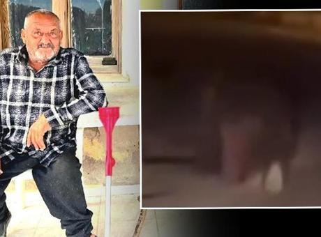 İzmir'de Saldırgan Ayı, Uyuyan Yaşlı Adamı 20 Metre Sürükleyerek Öldürdü: Ayı 5 Gün Sonra Vuruldu