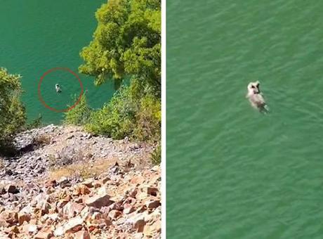 Belgeselleri aratmayan görüntüler Tunceli’den! Ayının yüzme keyfi kamerada